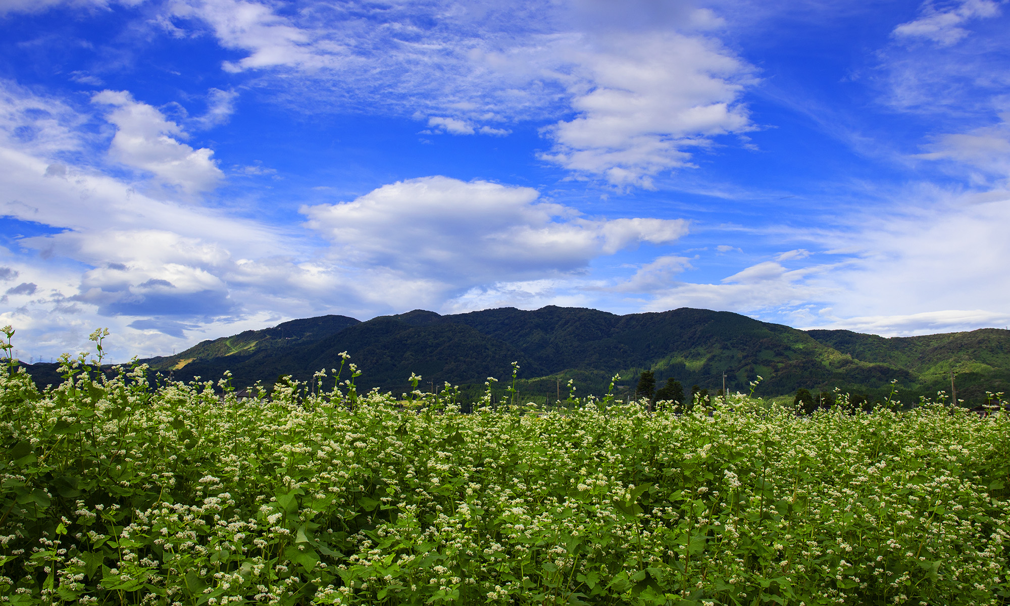 富山県 南砺そば畑